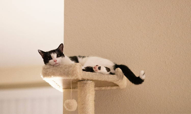 Cat Towers