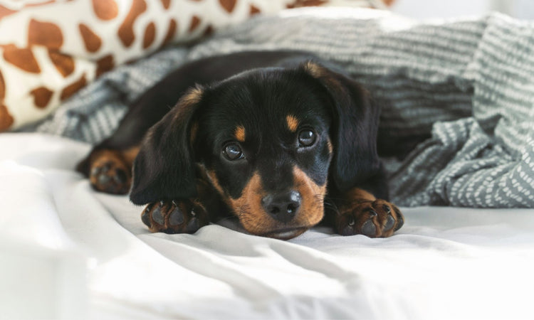 Adorable black and tan dachshund puppy lying on a cozy bed with blankets. Dog collection lifestyle image for Variqo.