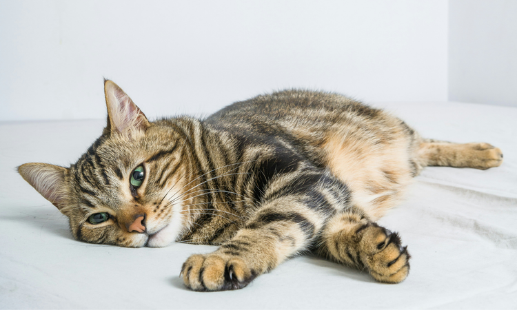 Relaxed tabby cat lying on a light bed surface, looking at the camera. Cats collection lifestyle image for Variqo.